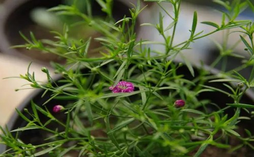 满天星怎么种植盆栽
