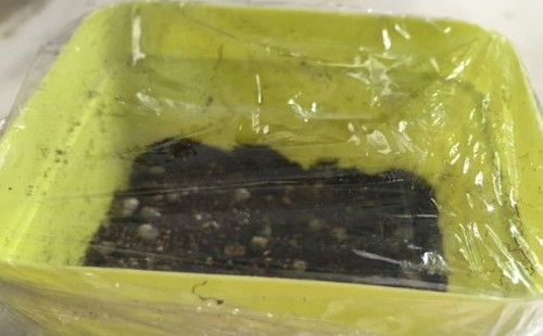 满天星怎么种植盆栽7