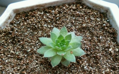 多肉长出侧芽怎么移植