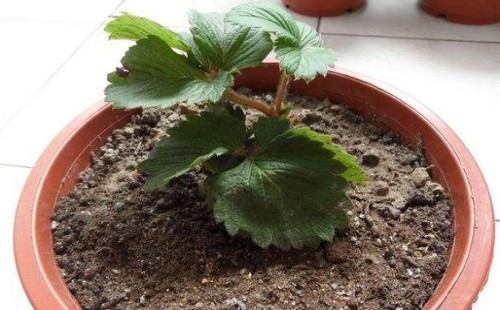 春季可以移栽草莓吗