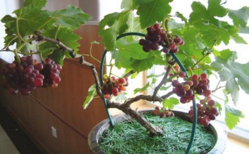 葡萄苗移栽种植方法
