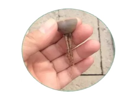 生石花怎么修根上盆3