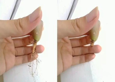 生石花怎么修根上盆1