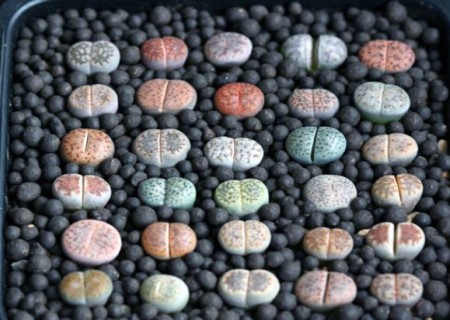 生石花怎么移盆8