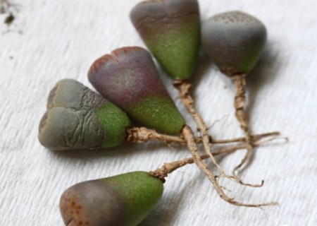 生石花怎么移盆3