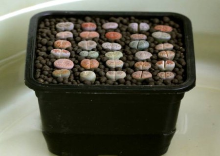 生石花怎么移盆9