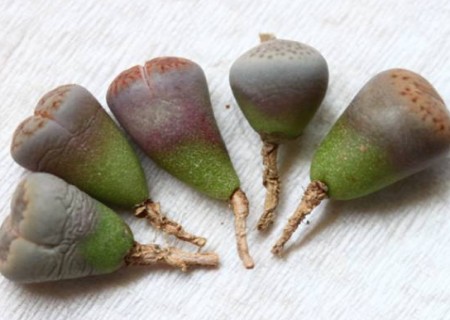 生石花怎么移盆4
