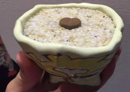 生石花怎么移盆1
