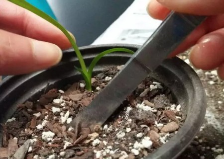盆栽兰花栽培技术3