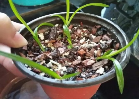 盆栽兰花栽培技术1