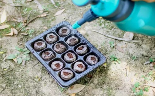 矮牵牛家庭盆栽方法4
