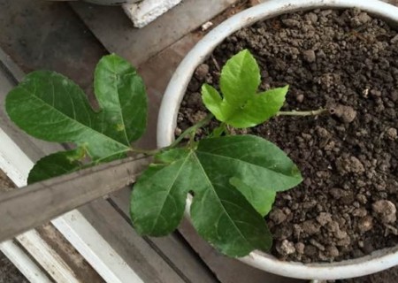 辣木籽种子种植方法