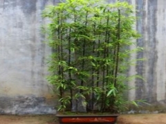 紫竹如何盆栽-紫竹盆栽方法