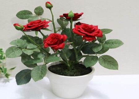 盆栽玫瑰花怎么种植