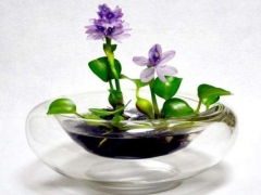 水葫芦怎样盆栽