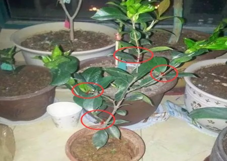 盆栽茶花移栽前需要修剪的部分