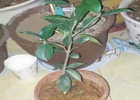 盆栽茶花修剪后的状态