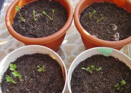 盆栽花毛茛种球种植技巧