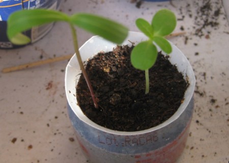 百日草种植日记3