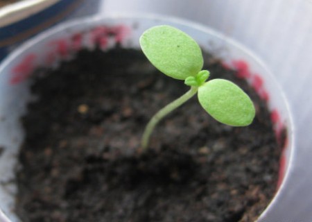 百日草种植日记2