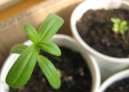 百日草种植日记