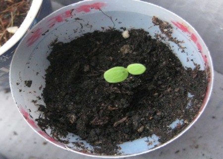 百日草种植日记1