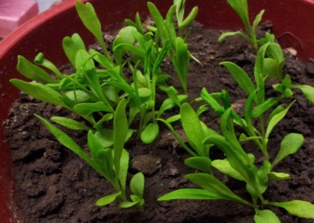 康乃馨种子的种植方法4