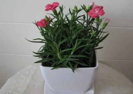 康乃馨种子的种植方法1