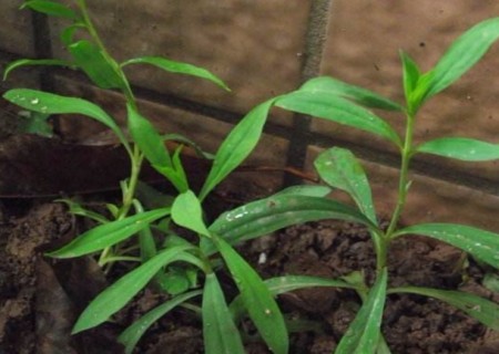 康乃馨种子的种植方法5