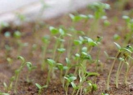 康乃馨种子的种植方法3