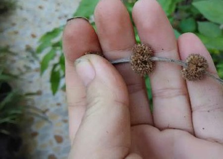 薄荷种子种植方法3