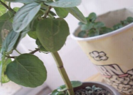 薄荷种子种植方法5