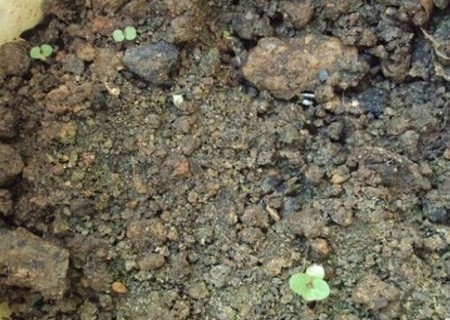 薄荷种子种植方法4