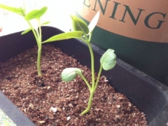 茉莉种子种植方法
