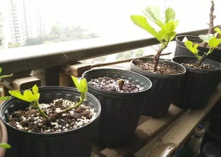 无花果移栽方法图解8