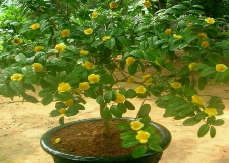 金花茶盆栽种植技术