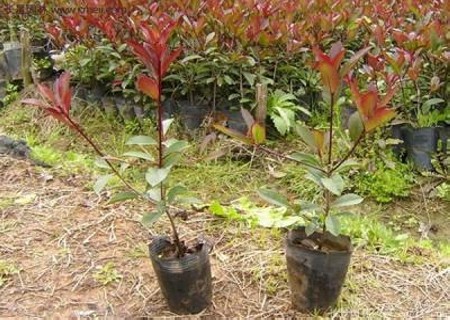 红叶石楠种植技术