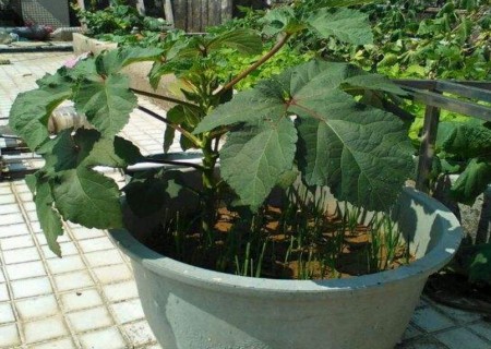 阳台秋葵种植技术1