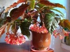 盆栽竹节海棠种植方法