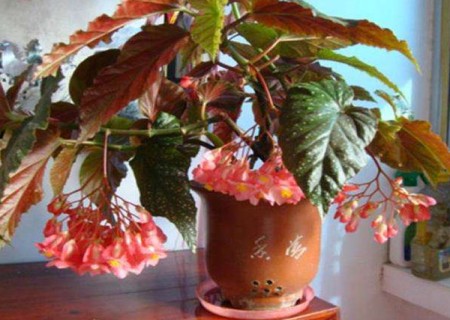 盆栽竹节海棠种植方法