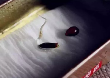 苹果自制小盆栽植物7
