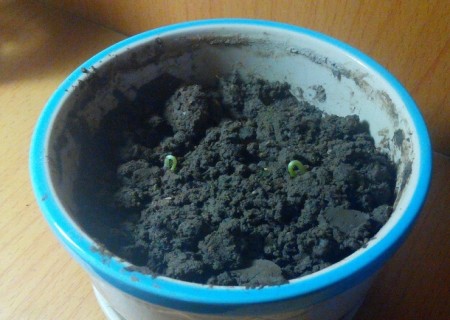 自制红豆小盆栽（图解）5