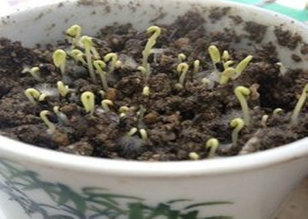红豆怎么种小盆栽4