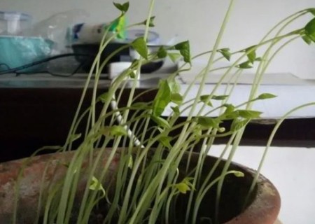 红豆怎么种小盆栽7