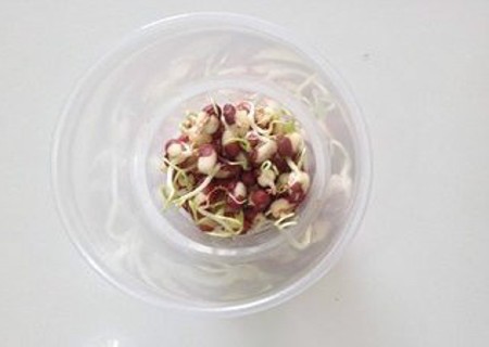红豆怎么种小盆栽3