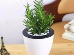 盆栽迷迭香的种植方法