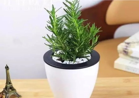 盆栽迷迭香的种植方法