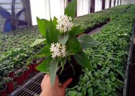 繁星花种植栽培技术