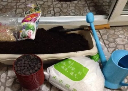 大岩桐怎么分苗移栽过程图解2