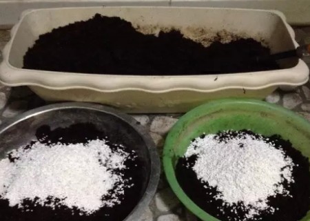 大岩桐怎么分苗移栽过程图解3